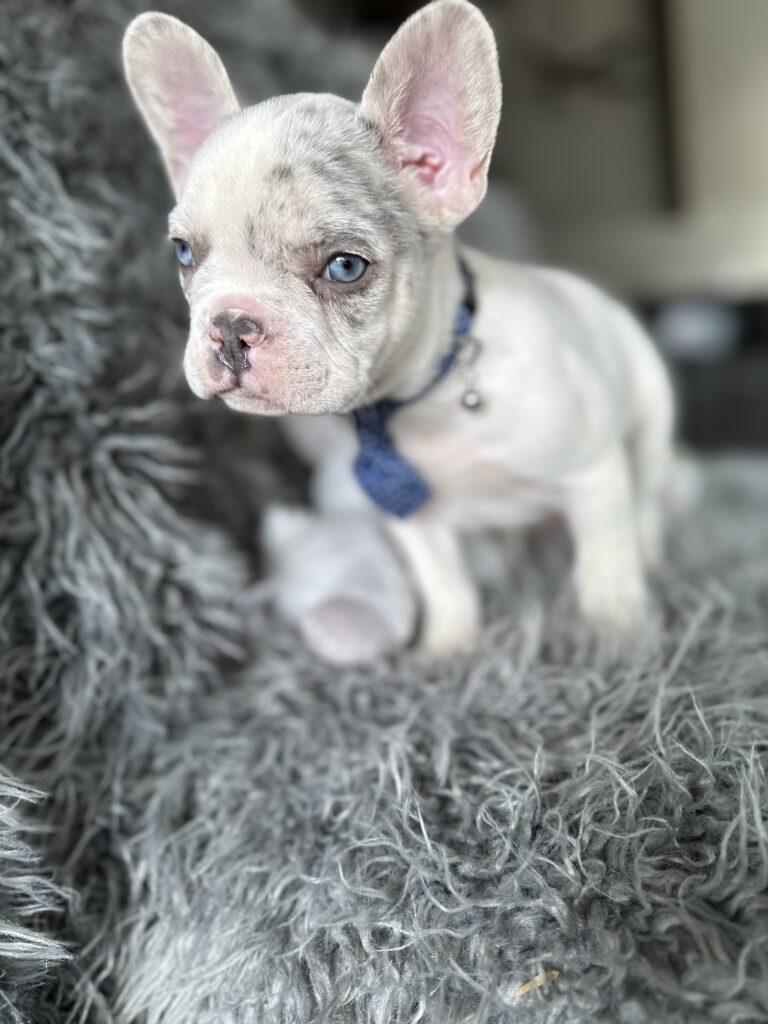 Winston | Lilac Merle Pied French Bulldog Male | The Awesome