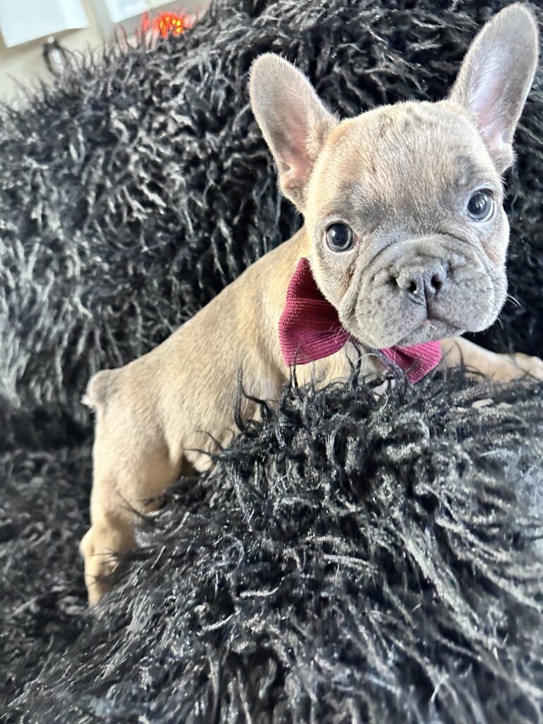 Argo | Blue Fawn French Bulldog Male | The Incredible