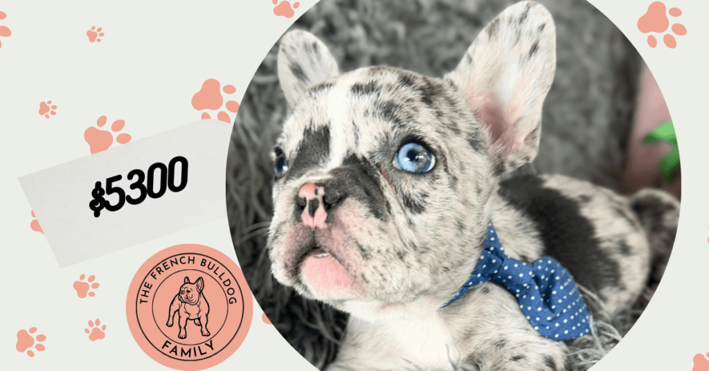 Waldo | Blue Merle French Bulldog Male | Mr. Handsome
