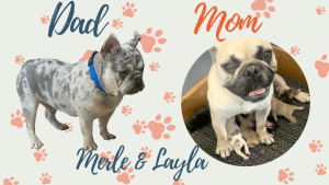 Frenchie Parents
