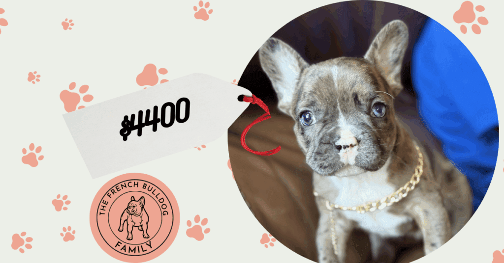Teddy | Fawn Merle & White French Bulldog Male | Available in July 2025