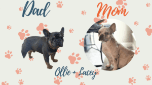 Frenchies parents - Ollie & Lacey