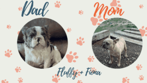 Frenchie's Parents - Fluff & Fiona