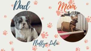 Frenchie's parents - Fluffy & Lulu