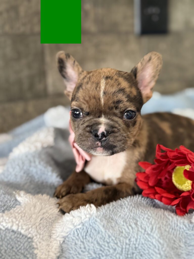 Vader | Fawn Merle French Bulldog Male | Available in July 2025