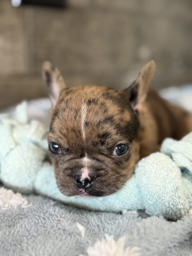 Vader | Fawn Merle French Bulldog Male | Available in July 2025