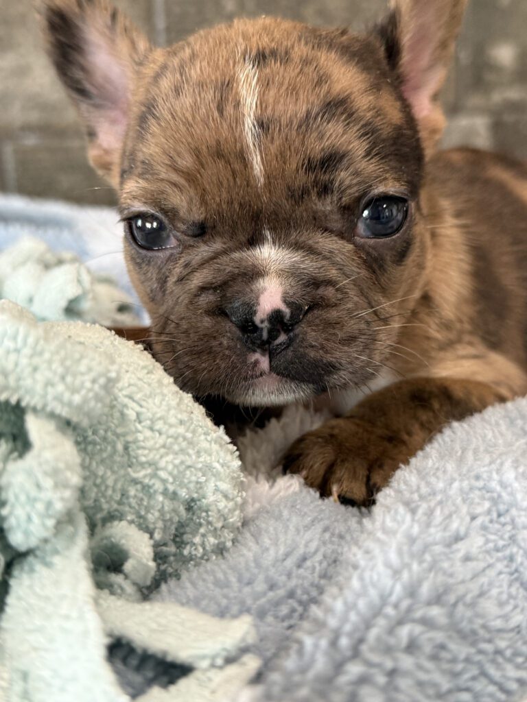 Vader | Fawn Merle French Bulldog Male | Available in July 2025
