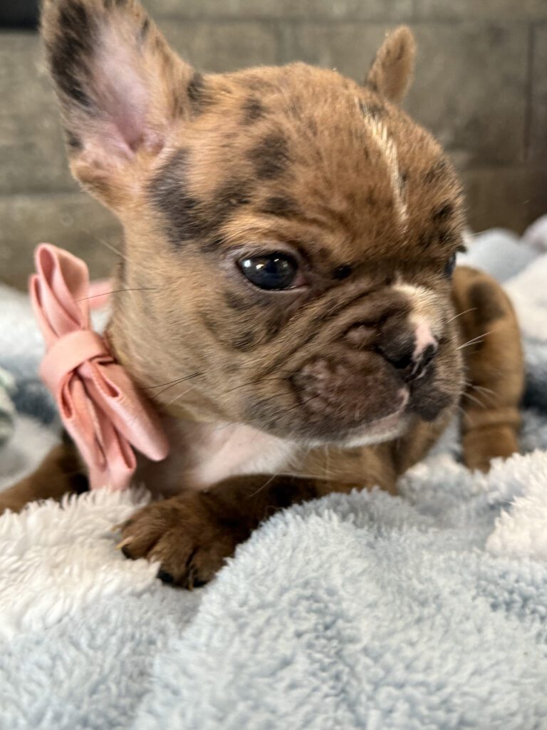Vader | Fawn Merle French Bulldog Male | Available in July 2025