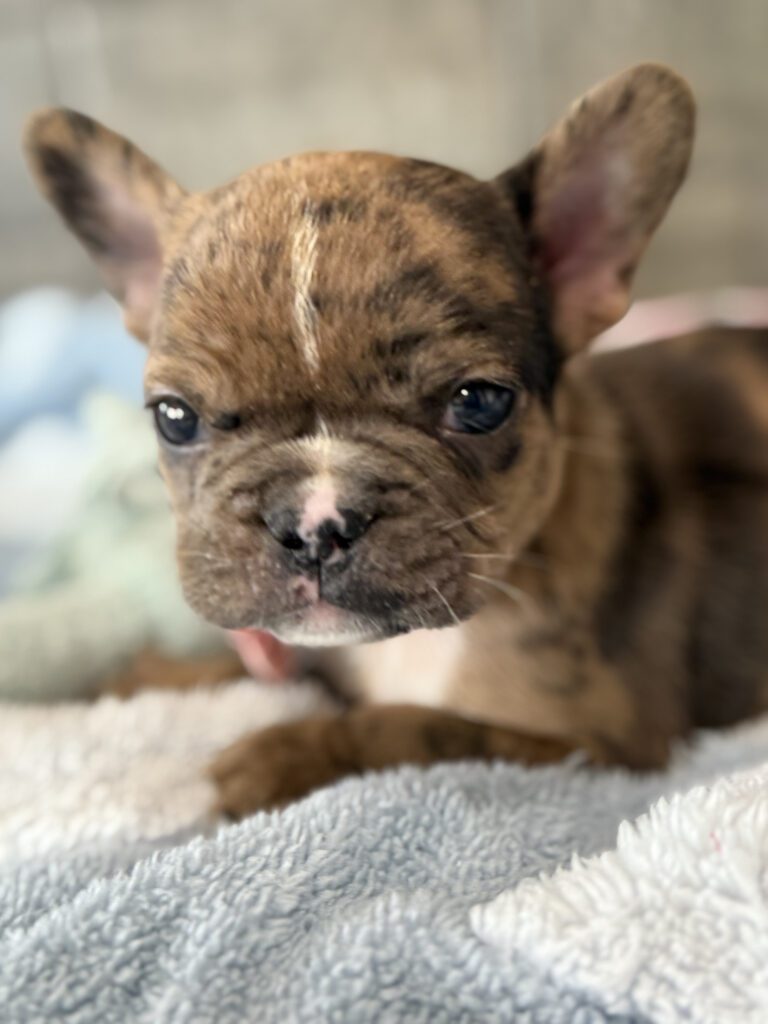 Vader | Fawn Merle French Bulldog Male | Available in July 2025