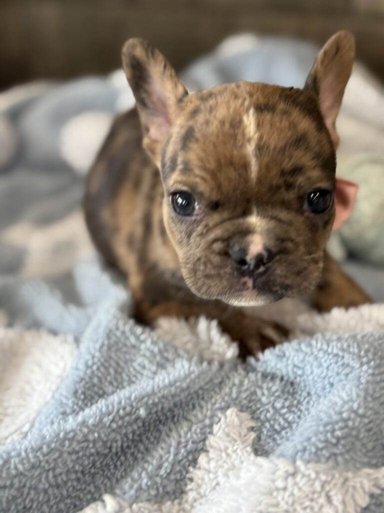 Vader | Fawn Merle French Bulldog Male | Available in July 2025