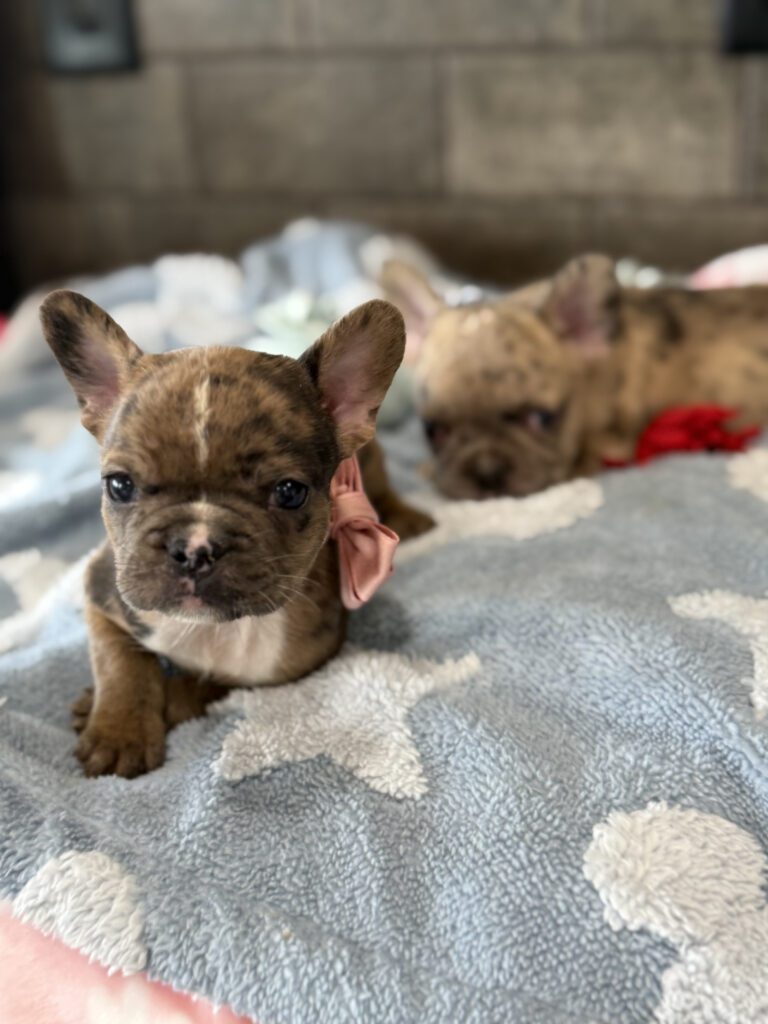 Vader | Fawn Merle French Bulldog Male | Available in July 2025