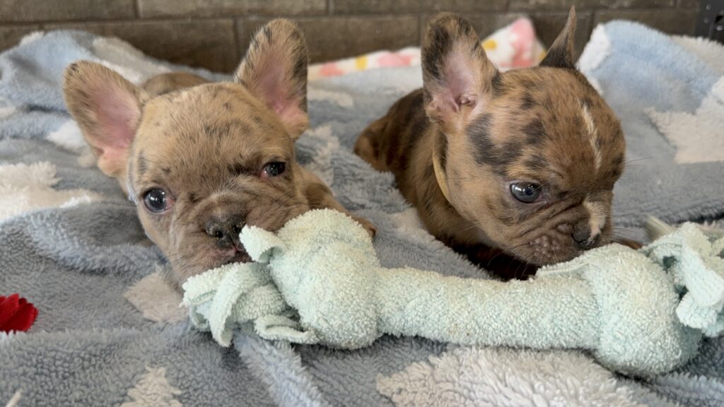 Vader | Fawn Merle French Bulldog Male | Available in July 2025