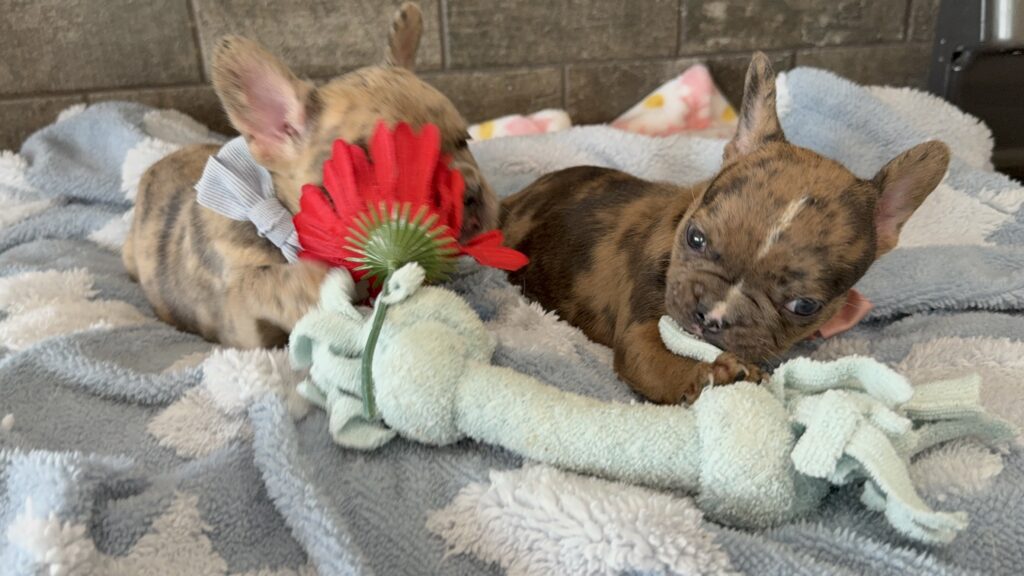 Vader | Fawn Merle French Bulldog Male | Available in July 2025