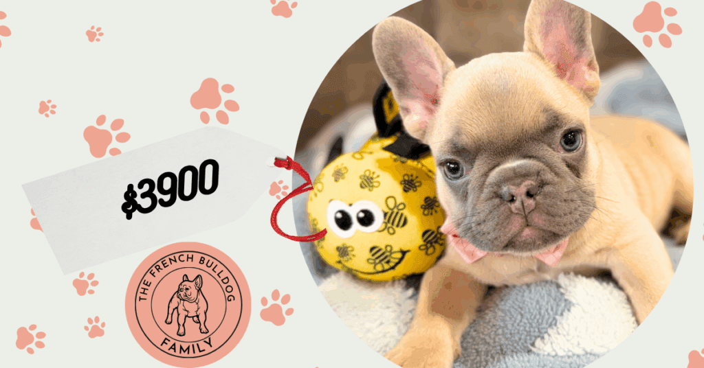 Ulysses | Blue Fawn French Bulldog Male | Available in July 2025