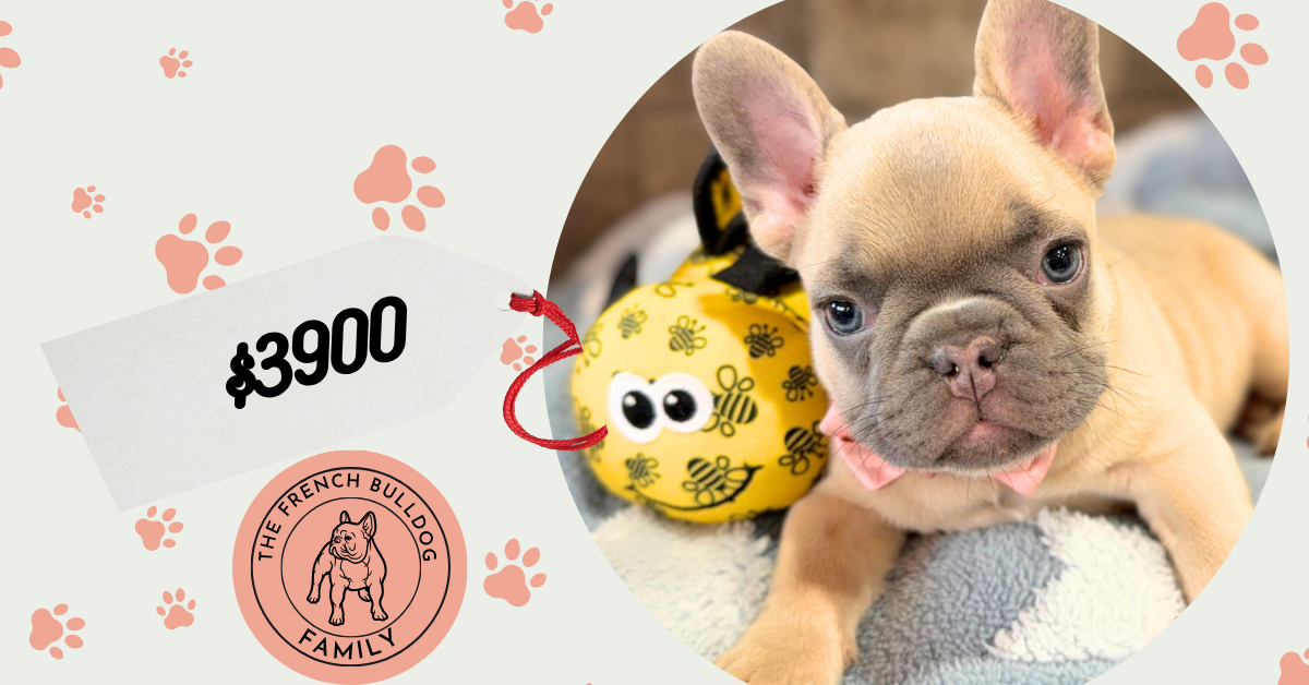 Ulysses | Blue Fawn French Bulldog Male | Available in July 2025