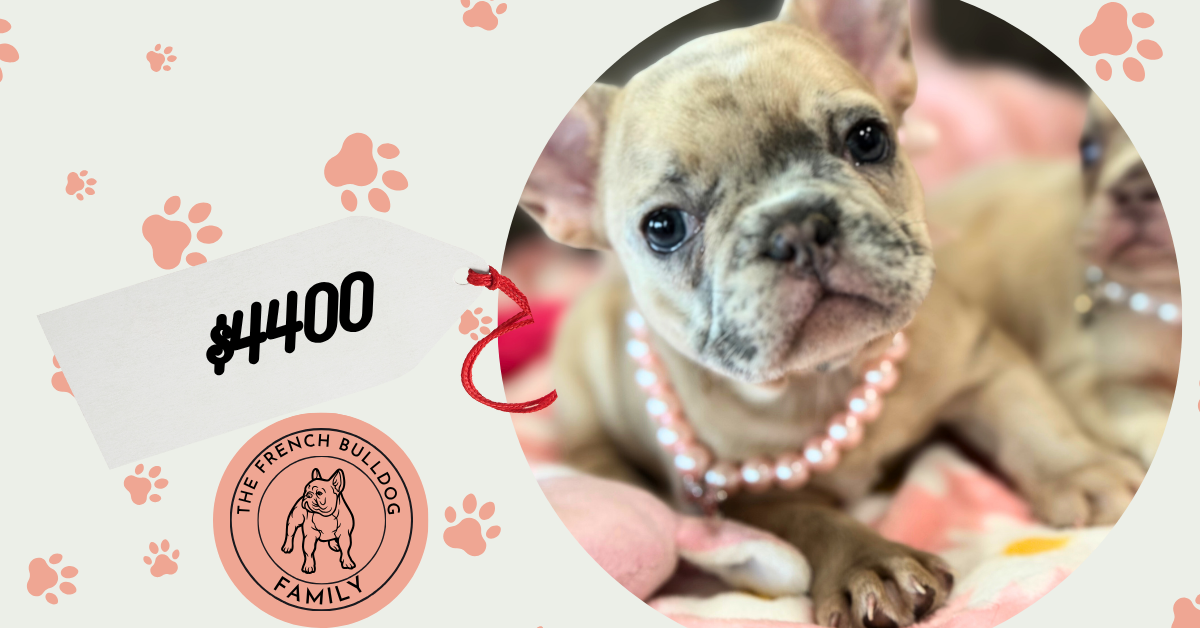Unique | Blue Fawn Merle French Bulldog Female | Available in July 2025