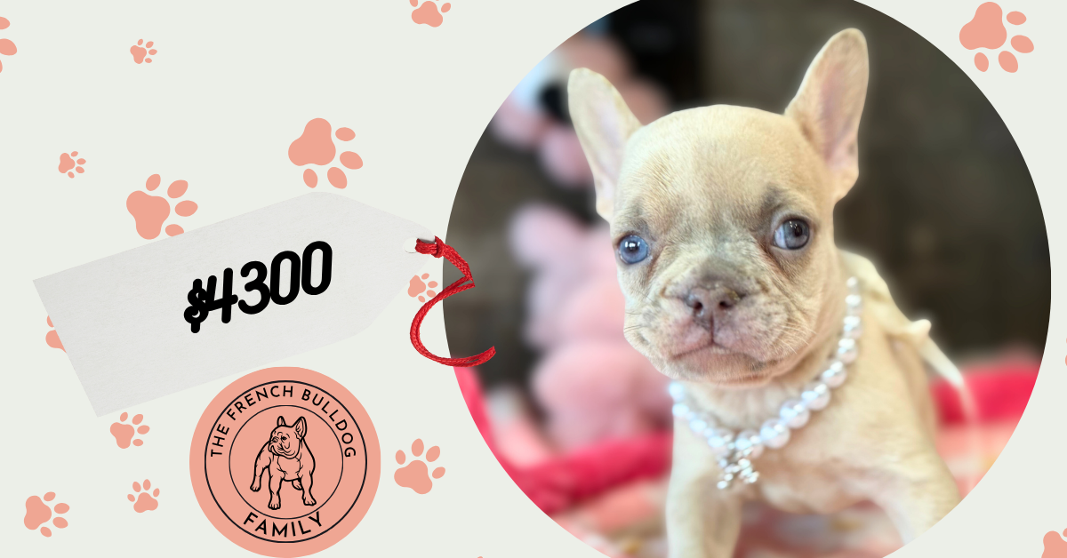 Unicorn | Lilac Fawn Merle French Bulldog Female | Available in July 2025