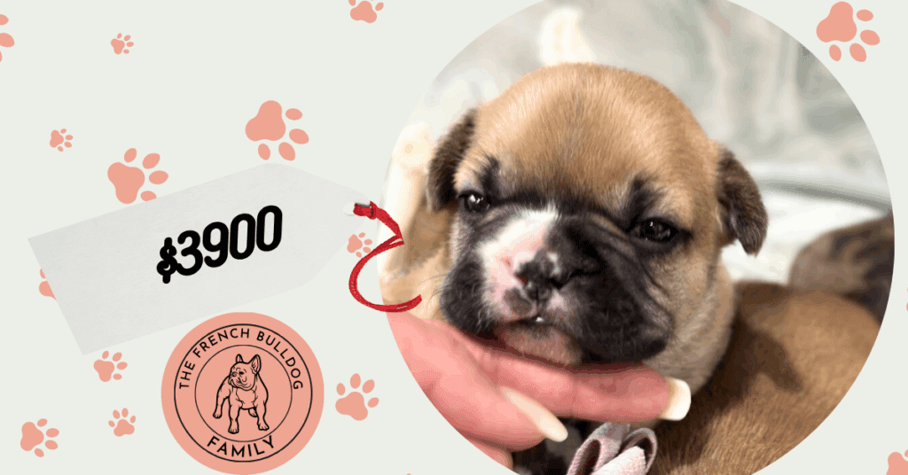 Vegas | Fawn & White French Bulldog Male | Available in July 2025