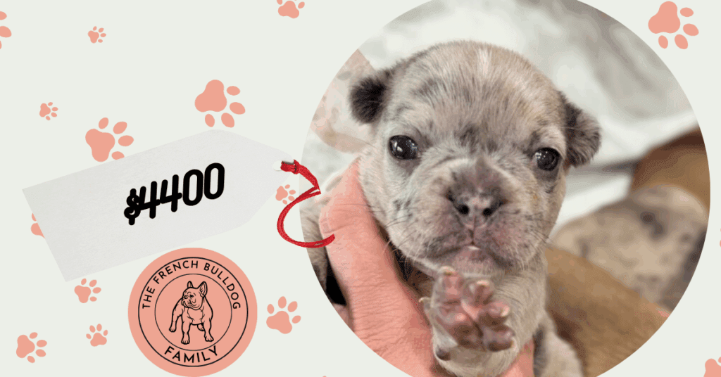 Velma | Blue Fawn Merle French Bulldog Female | Available in July 2025
