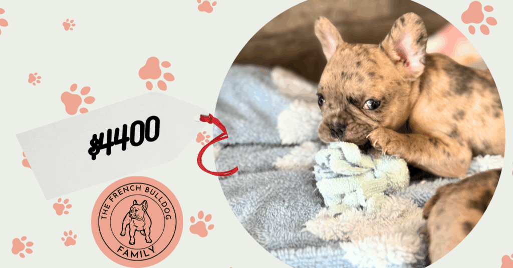 Vinnie | Blue Fawn Merle French Bulldog Male | Available in July 2025