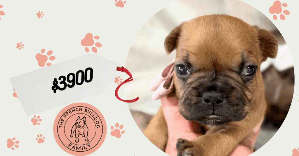Vito | Fawn French Bulldog Male | Available in July 2025