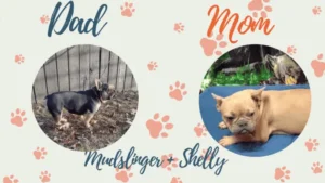 Mudslinger & Shelly - Frenchies parents