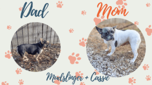 mudslinger & cassie- Frenchie's parents