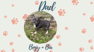 Benjy & Bia Frenchies parents