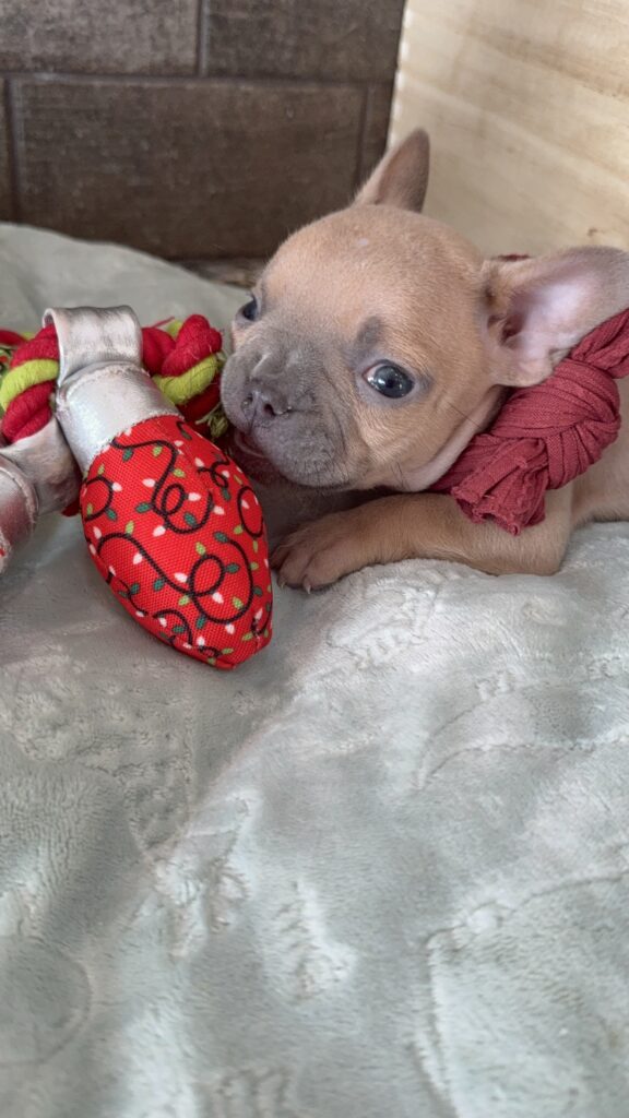 Sasha | Blue Fawn French Bulldog Male | Available Now | Travel Size Sweetheart