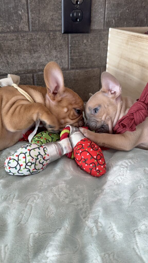 Sasha | Blue Fawn French Bulldog Male | Available Now | Travel Size Sweetheart