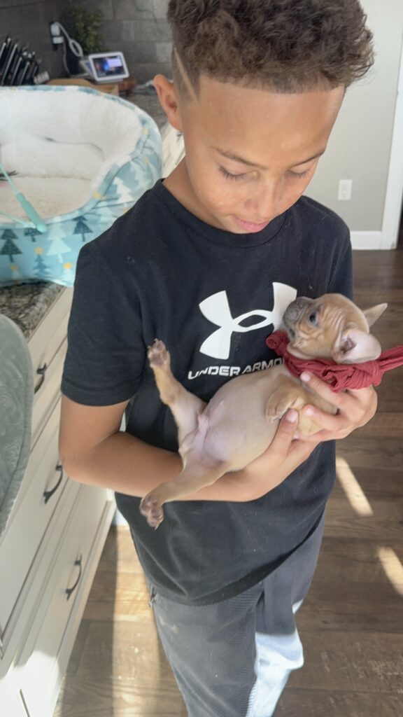 Sasha | Blue Fawn French Bulldog Male | Available Now | Travel Size Sweetheart