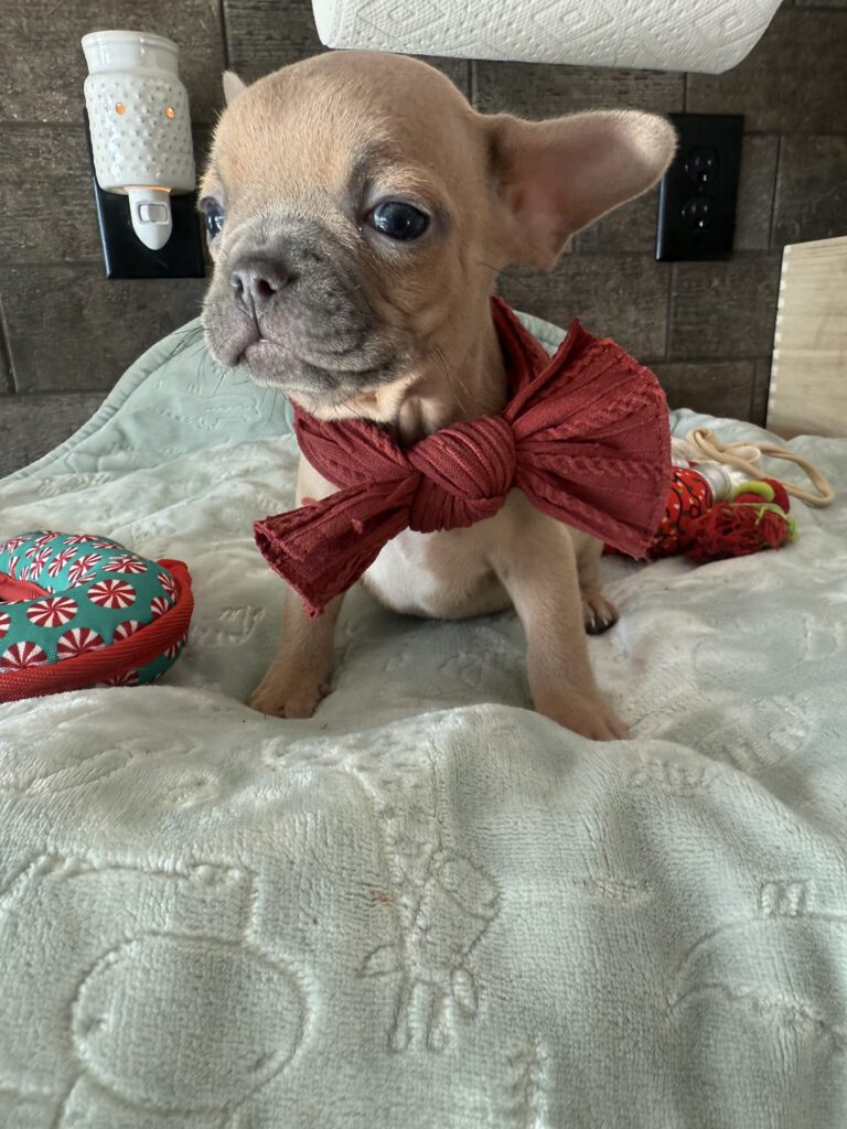 Sasha | Blue Fawn French Bulldog Male | Available Now | Travel Size Sweetheart