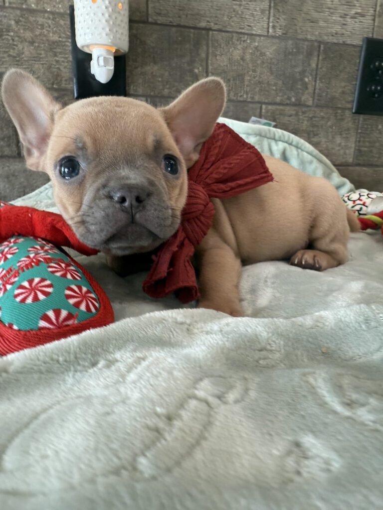 Sasha | Blue Fawn French Bulldog Male | Available Now | Travel Size Sweetheart
