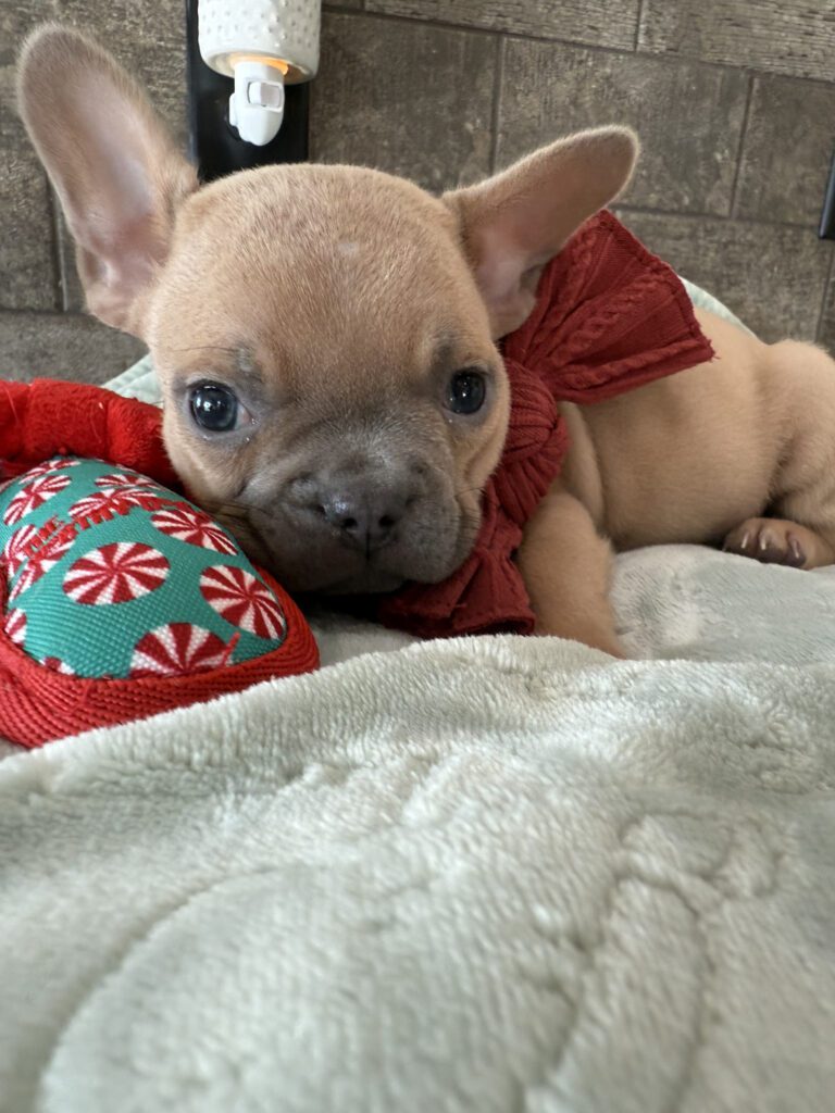 Sasha | Blue Fawn French Bulldog Male | Available Now | Travel Size Sweetheart