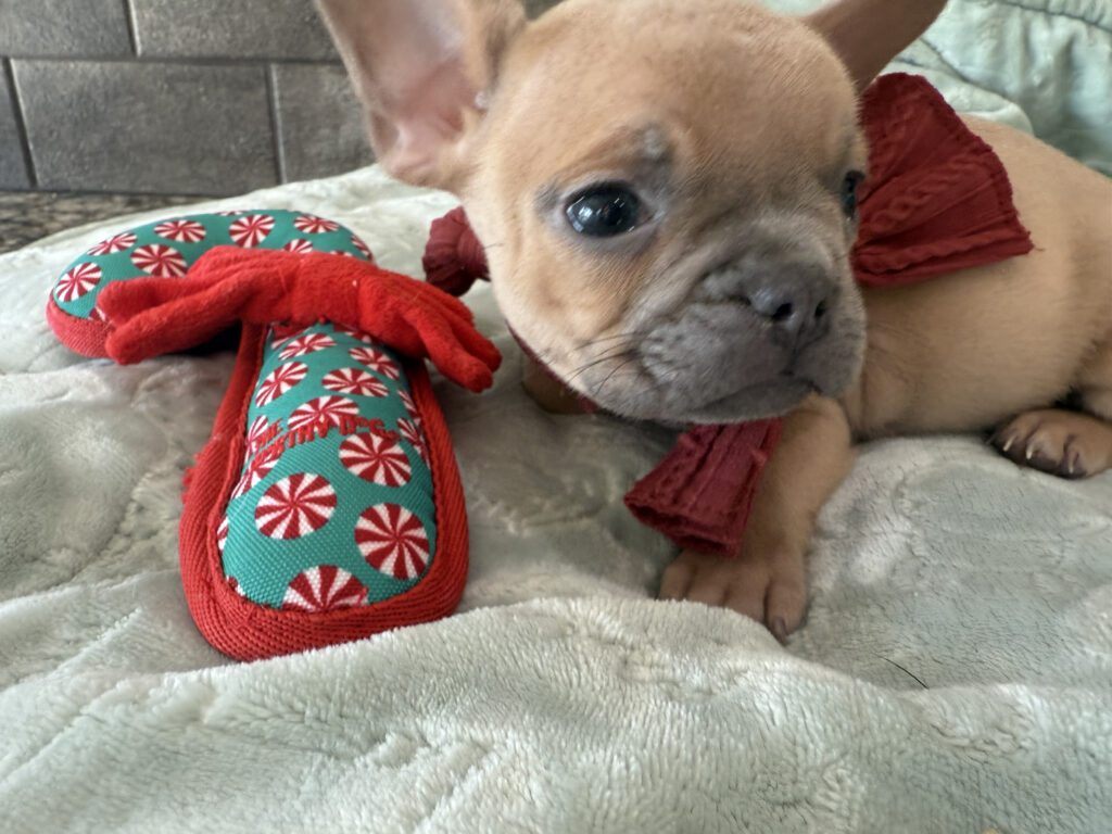 Sasha | Blue Fawn French Bulldog Male | Available Now | Travel Size Sweetheart