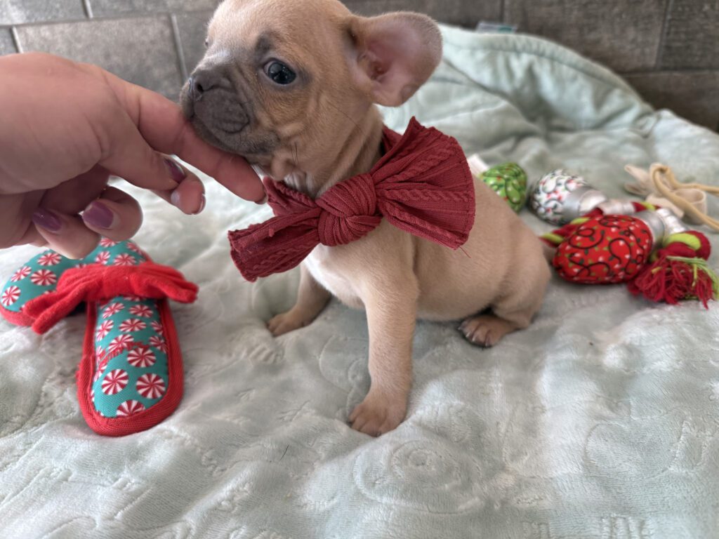 Sasha | Blue Fawn French Bulldog Male | Available Now | Travel Size Sweetheart