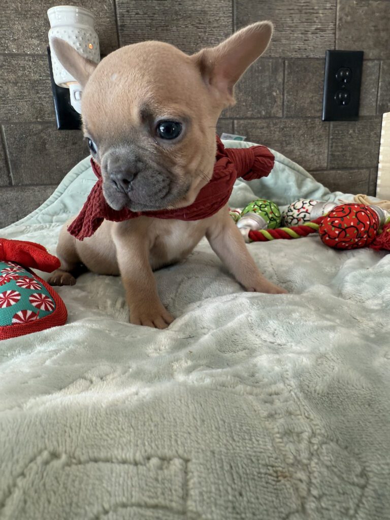 Sasha | Blue Fawn French Bulldog Male | Available Now | Travel Size Sweetheart