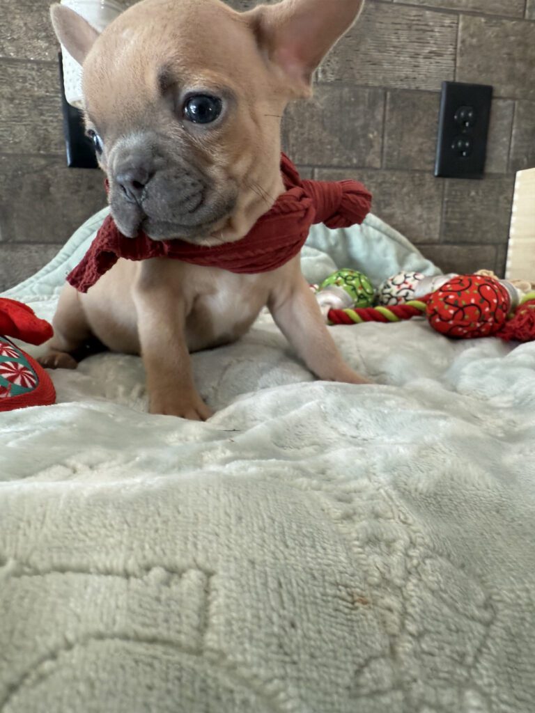 Sasha | Blue Fawn French Bulldog Male | Available Now | Travel Size Sweetheart