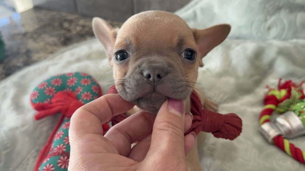 Sasha | Blue Fawn French Bulldog Male | Available Now | Travel Size Sweetheart