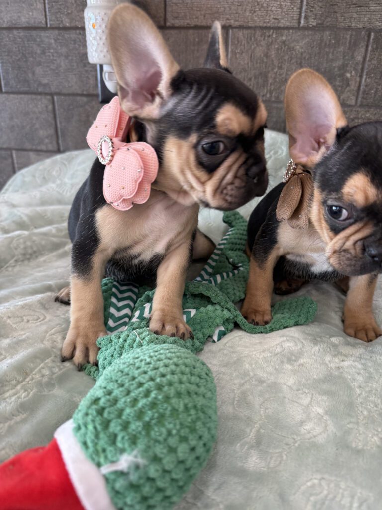 Sara | Black & Tan French Bulldog Female | Available Now | The Snuggly One