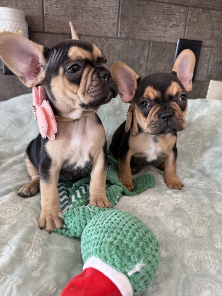 Sara | Black & Tan French Bulldog Female | Available Now | The Snuggly One