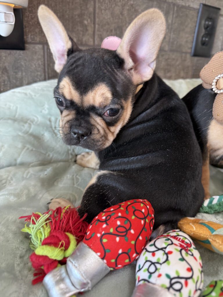 Sara | Black & Tan French Bulldog Female | Available Now | The Snuggly One