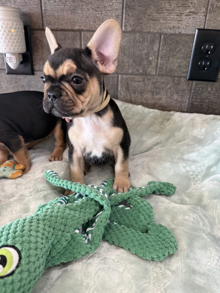 Sara | Black & Tan French Bulldog Female | Available Now | The Snuggly One
