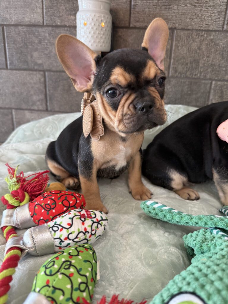 Sally | Black & Tan French Bulldog Female | Available Now | The Cheerful One