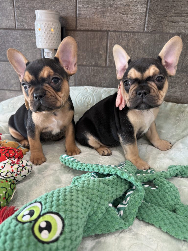 Sara | Black & Tan French Bulldog Female | Available Now | The Snuggly One
