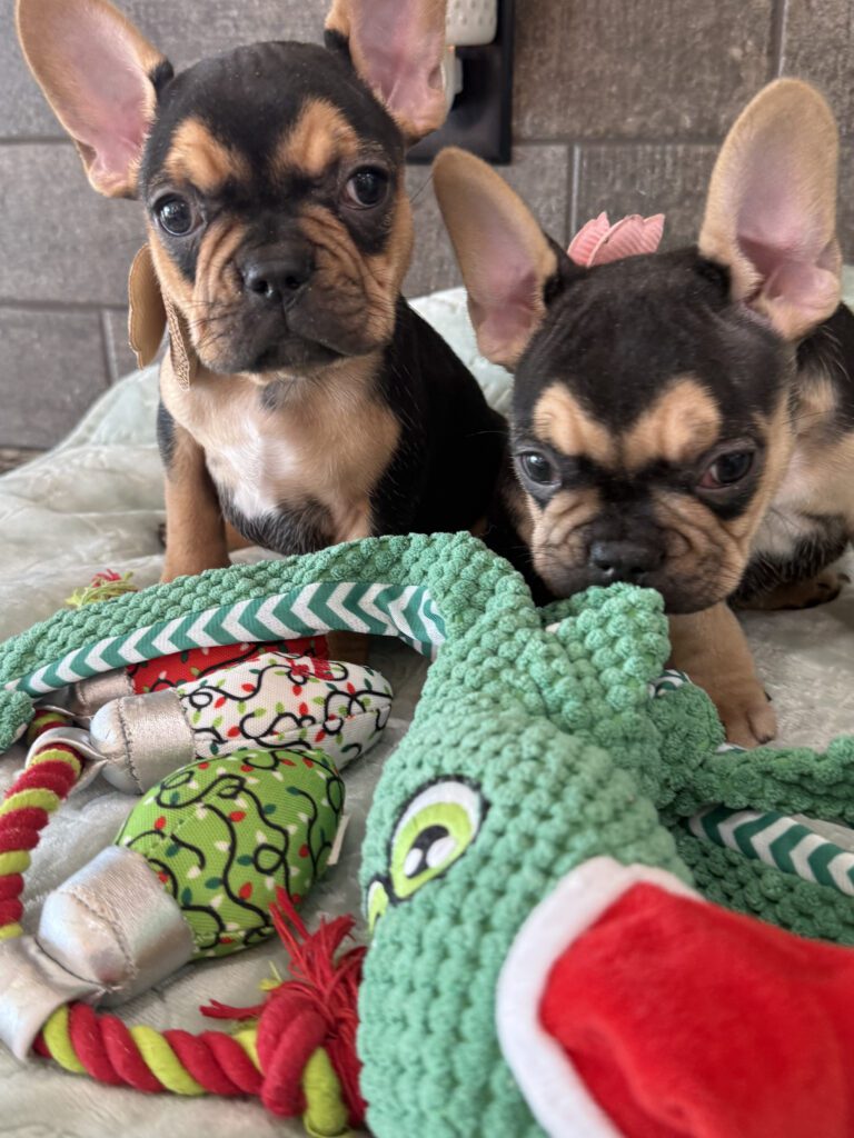 Sally | Black & Tan French Bulldog Female | Available Now | The Cheerful One