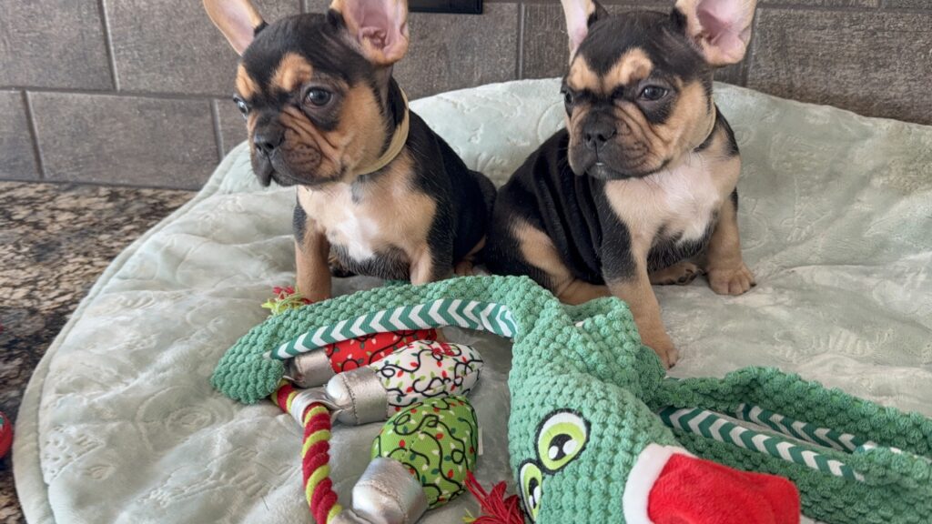 Sara | Black & Tan French Bulldog Female | Available Now | The Snuggly One