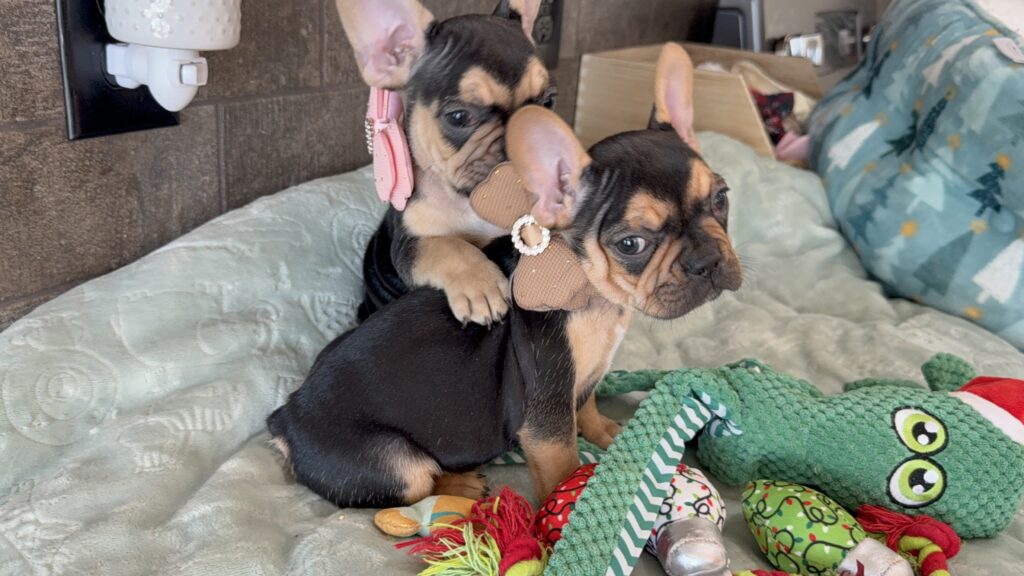 Sara | Black & Tan French Bulldog Female | Available Now | The Snuggly One