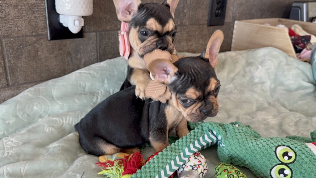 Sally | Black & Tan French Bulldog Female | Available Now | The Cheerful One