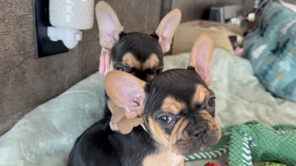 Sally | Black & Tan French Bulldog Female | Available Now | The Cheerful One